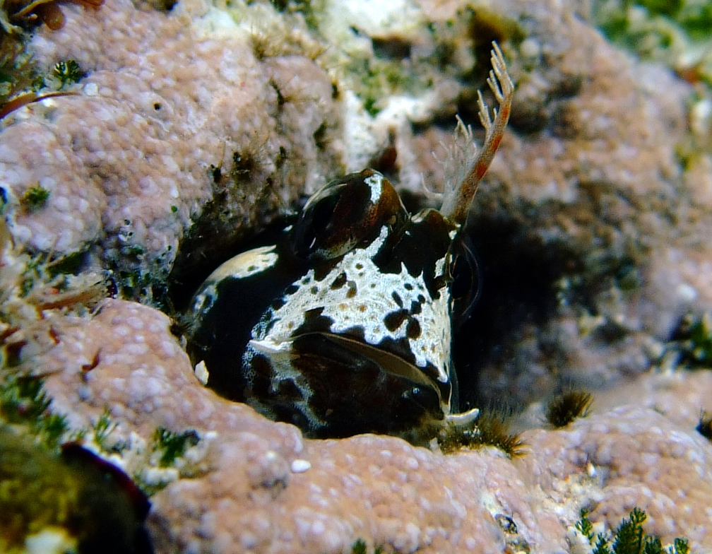 Hypsoblennius exstochilus